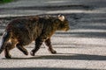 Tabby street cat goes hunting at sunset. Wildlife in the city