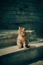 A tabby street cat sitting on stone steps, illuminated by warm sunlight. The cat\'s calm and contemplative demeanor