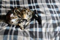 Tabby striped domestic cat is sleeping on a brindle brown plaid