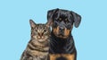 Tabby striped mixed-breed cat and rottweiler on a blue background looking at camera