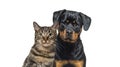 Tabby striped mixed-breed cat and rottweiler on a blue background looking at camera