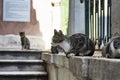 Tabby / striped stray cats. Royalty Free Stock Photo