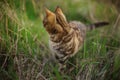 Tabby tiger cat hunt in spring garden Royalty Free Stock Photo