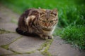 Tabby tiger cat rest in sring garden Royalty Free Stock Photo