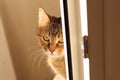 Tabby tired cat with green eyes and brown fur looking sleepy. Close-up portrait of a domestic bored pet Royalty Free Stock Photo