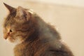 Tabby tired cat with green eyes and brown fur looking sleepy. Close-up portrait of a domestic bored pet Royalty Free Stock Photo