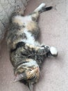 Junior Tabby Tortie Cat Resting