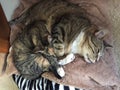 Tabby and Tortoiseshell Cat Siblings Royalty Free Stock Photo