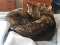 Tabby and Tortoiseshell Cat Siblings Royalty Free Stock Photo