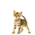 Tabby turkish angora cat kitten looking at the camera isolated on a white background