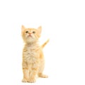 Tabby turkish angora cat kitten looking up standing isolated on a white background