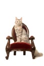 Tabby Turkish angora cat sitting on an antique chair looking at the camera Royalty Free Stock Photo