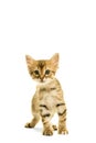 Tabby turkish angora cat standing isolated on a white background Royalty Free Stock Photo