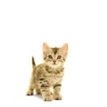 Tabby turkish angora cat standing isolated on a white background Royalty Free Stock Photo