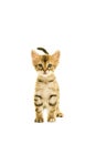 Tabby turkish angora cat standing isolated on a white background Royalty Free Stock Photo