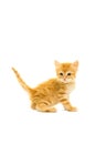 Tabby turkish angora kitten standing isolated on a white background