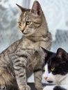 Tabby and tuxedo cats Royalty Free Stock Photo