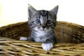 Tabby 6 week old Kitten in a Basket Royalty Free Stock Photo