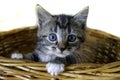 Tabby 6 week old Kitten in a Basket Royalty Free Stock Photo