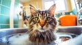 Tabby wet cat in the bathtub. Cute kitty takes a bath in home. Animal Hygiene and pet care concept. Lifestyle Royalty Free Stock Photo