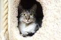 Tabby and white adult cat in hide box cat tree Royalty Free Stock Photo