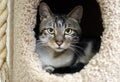 Tabby and white adult cat in hide box cat tree Royalty Free Stock Photo