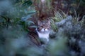 Cat amid cold bushes in wintertime Royalty Free Stock Photo