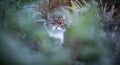 Cat amid cold bushes in wintertime Royalty Free Stock Photo