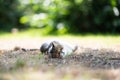 Cat rolling on grass looking at camera Royalty Free Stock Photo