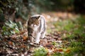 Tabby white cat walking on autumn leaves Royalty Free Stock Photo