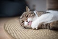 Cat grooming on carpet Royalty Free Stock Photo