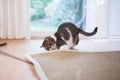 Cat playing with carpet Royalty Free Stock Photo