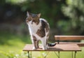 cat standing on garden furniture Royalty Free Stock Photo
