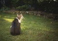 cat sitting on grass looking up curiously Royalty Free Stock Photo