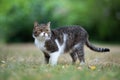 Tabby white british shorthair cat standing on lawn Royalty Free Stock Photo