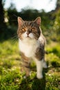 Tabby white british shorthair cat in sunny natural environment Royalty Free Stock Photo