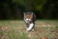 Tabby white cat walking on lawn in sunny garden