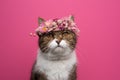 cute cat wearing flower crown with pink dried blossoms on pink background