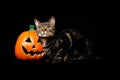 Tabby and white cat with green eyes standing next to a jack o lantern against a black background Royalty Free Stock Photo