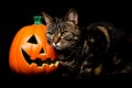 Tabby and white cat with green eyes standing next to a jack o lantern against a black background Royalty Free Stock Photo