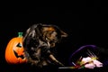Tabby and white cat with green eyes standing next to a jack o lantern and Halloween candy against a black background Royalty Free Stock Photo