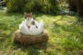 cat sitting inside of easter egg outdoors in garden looking at camera Royalty Free Stock Photo