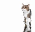 Tabby white cat isolated on white background