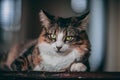 Tabby and white cat lays on top of a wooden table