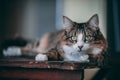 Tabby and white cat lays on top of a wooden table