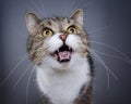 Tabby white cat looking up meowing Royalty Free Stock Photo