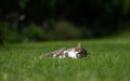 tabby white cat lying on grass looking at camera Royalty Free Stock Photo