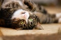 Tabby and White Cat Lying Upside Down on Patio Royalty Free Stock Photo