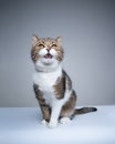 tabby white cat with open mouth meowing looking with copy space Royalty Free Stock Photo
