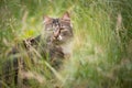 tabby white cat outdoors in high green grass observing Royalty Free Stock Photo